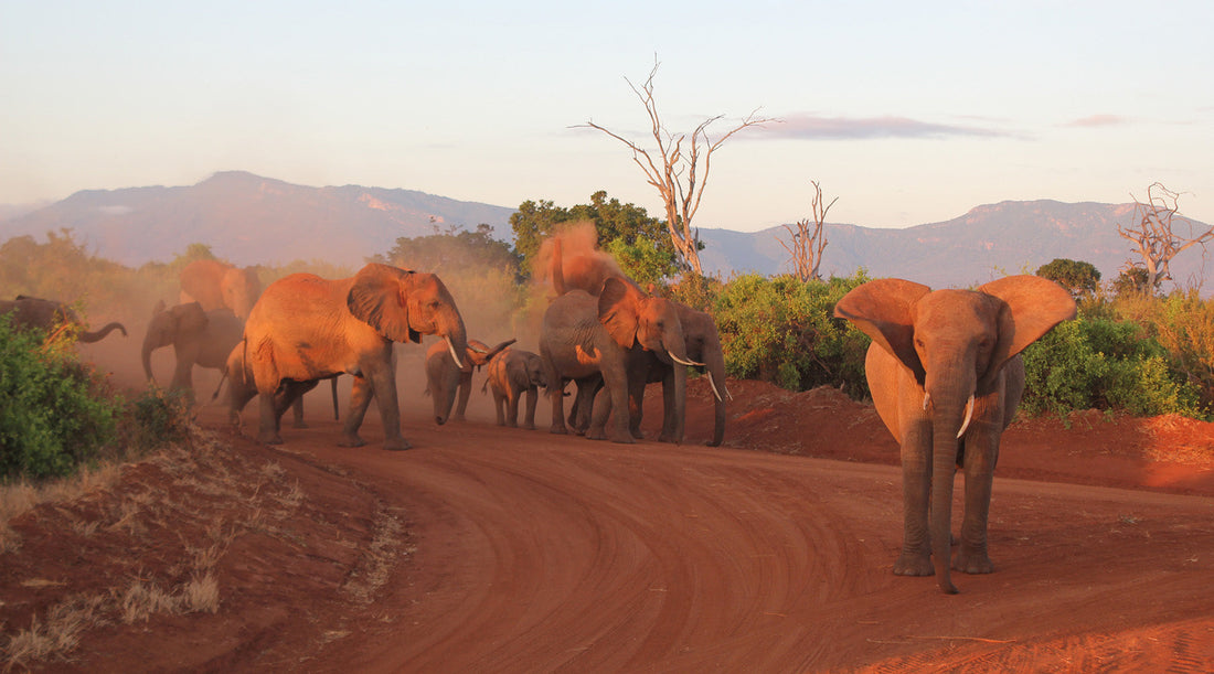Kenya: The Wild Beauty That Stole My Heart