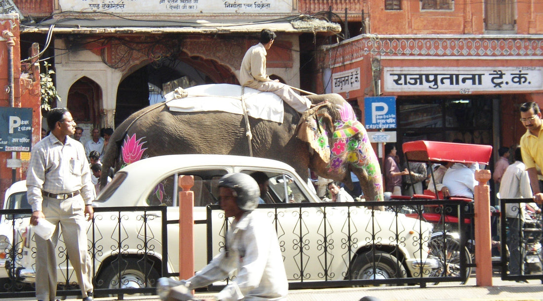 India: Holy Cows, Colour & Chaos