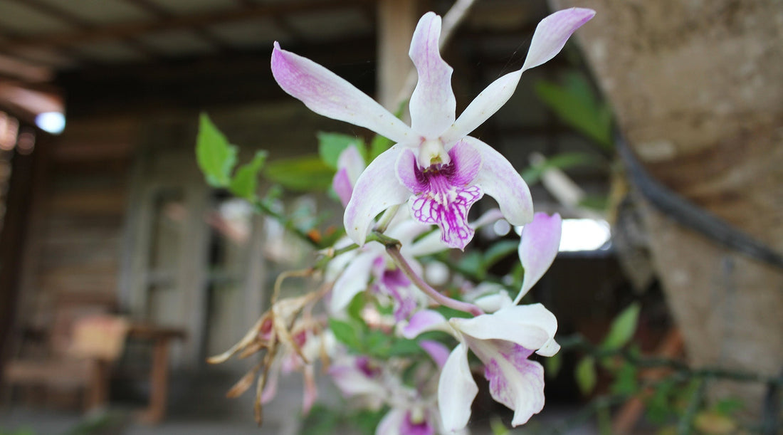 Bali in Bloom: Chaos, Colour and Creative Sparks