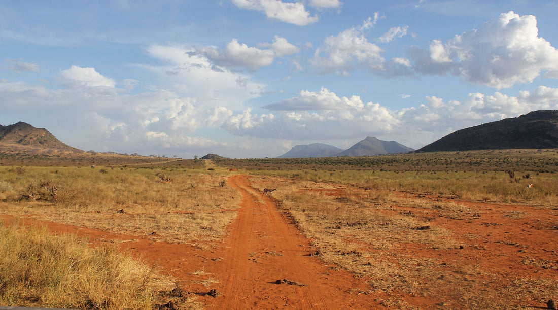 Rooted in the Wild: A Journey Back to Self