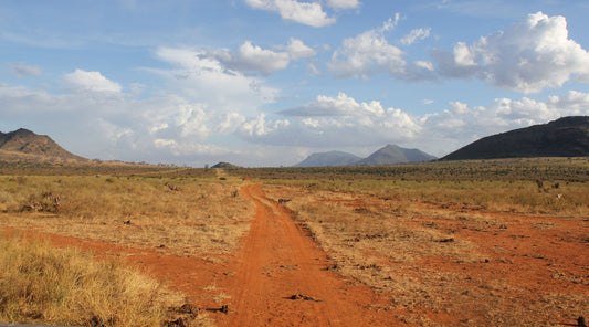 Rooted in the Wild: A Journey Back to Self