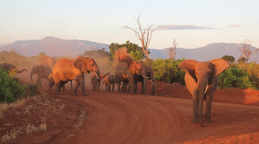Kenya: The Wild Beauty That Stole My Heart